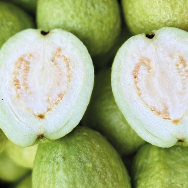 牛奶芭樂 牛奶芭樂